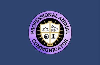 I’m curious about animal communication and energy work.